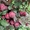 плодовые саженцы - <ro>Изображение</ro><ru>Изображение</ru> #7, <ru>Объявление</ru> #540701