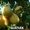 плодовые саженцы - <ro>Изображение</ro><ru>Изображение</ru> #6, <ru>Объявление</ru> #540701