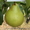 плодовые саженцы - <ro>Изображение</ro><ru>Изображение</ru> #5, <ru>Объявление</ru> #540701