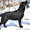 Срочно недорого высокопородные щенки лабрадора - <ro>Изображение</ro><ru>Изображение</ru> #1, <ru>Объявление</ru> #562613