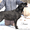 Срочно недорого высокопородные щенки лабрадора - <ro>Изображение</ro><ru>Изображение</ru> #2, <ru>Объявление</ru> #562613
