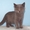 Шотландские котята от Cosa Nostra - <ro>Изображение</ro><ru>Изображение</ru> #2, <ru>Объявление</ru> #760423