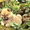 Высокопородистый щенок мальчик ЧАУ - <ro>Изображение</ro><ru>Изображение</ru> #1, <ru>Объявление</ru> #773241