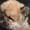 Высокопородистый щенок мальчик ЧАУ - <ro>Изображение</ro><ru>Изображение</ru> #2, <ru>Объявление</ru> #773241