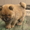 Высокопородистый щенок мальчик ЧАУ - <ro>Изображение</ro><ru>Изображение</ru> #3, <ru>Объявление</ru> #773241