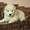Предлагаются к продаже хорошие щенки самоедской собаки  #828646