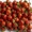 Продам фриго рассаду ремонтатной клубники из Европы - <ro>Изображение</ro><ru>Изображение</ru> #4, <ru>Объявление</ru> #871417