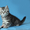 Продаются шотландские прямоухие котята и кошки - <ro>Изображение</ro><ru>Изображение</ru> #1, <ru>Объявление</ru> #921608