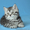 Продаются шотландские прямоухие котята и кошки - <ro>Изображение</ro><ru>Изображение</ru> #2, <ru>Объявление</ru> #921608