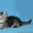 Продаются шотландские прямоухие котята и кошки - <ro>Изображение</ro><ru>Изображение</ru> #6, <ru>Объявление</ru> #921608