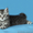 Продаются шотландские прямоухие котята и кошки - <ro>Изображение</ro><ru>Изображение</ru> #7, <ru>Объявление</ru> #921608