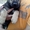 продаю щенков немецкой овчарки черного окраса - <ro>Изображение</ro><ru>Изображение</ru> #1, <ru>Объявление</ru> #520529