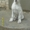 продам породистого щенка туркменского волкодава - <ro>Изображение</ro><ru>Изображение</ru> #3, <ru>Объявление</ru> #976834