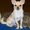 продаю собаку чихуахуа кобель - <ro>Изображение</ro><ru>Изображение</ru> #2, <ru>Объявление</ru> #1020014