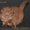 вислоухие котята шоколадного окраса - <ro>Изображение</ro><ru>Изображение</ru> #2, <ru>Объявление</ru> #1085834