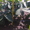 Пподам саженцы грецкого ореха - <ro>Изображение</ro><ru>Изображение</ru> #3, <ru>Объявление</ru> #1141443