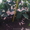 Пподам саженцы грецкого ореха - <ro>Изображение</ro><ru>Изображение</ru> #1, <ru>Объявление</ru> #1141443