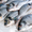 Продам рыбу и морепродукты оптом и в розницу в Николаеве - <ro>Изображение</ro><ru>Изображение</ru> #2, <ru>Объявление</ru> #1175846