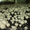 Продам мицелий шампиньона (печериці), вешенки  (гливи), шиитаке - <ro>Изображение</ro><ru>Изображение</ru> #2, <ru>Объявление</ru> #1190868