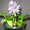 Продам эйхорния (водяной гиацинт) растения для пруда - <ro>Изображение</ro><ru>Изображение</ru> #1, <ru>Объявление</ru> #1218843