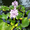 Продам эйхорния (водяной гиацинт) растения для пруда - <ro>Изображение</ro><ru>Изображение</ru> #2, <ru>Объявление</ru> #1218843