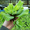 Продам пистия (водяной салат) растения для пруда - <ro>Изображение</ro><ru>Изображение</ru> #2, <ru>Объявление</ru> #1218845