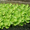 Продам пистия (водяной салат) растения для пруда