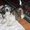 Очаровательные щенки ши-тцу - <ro>Изображение</ro><ru>Изображение</ru> #4, <ru>Объявление</ru> #1218690