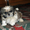 Очаровательные щенки ши-тцу - <ro>Изображение</ro><ru>Изображение</ru> #2, <ru>Объявление</ru> #1218690