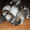 Очаровательные щенки ши-тцу - <ro>Изображение</ro><ru>Изображение</ru> #1, <ru>Объявление</ru> #1218690