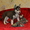 Сибирский хаски щенки КСУ  FCI - <ro>Изображение</ro><ru>Изображение</ru> #4, <ru>Объявление</ru> #797651