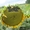 Насіння гібриду соняшника - Сонячний настрій