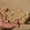 Песок вознесенский от 25 тонн - <ro>Изображение</ro><ru>Изображение</ru> #2, <ru>Объявление</ru> #1561278