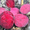 Свекла столовая (Пабло, Ларка) урожая 2017 - <ro>Изображение</ro><ru>Изображение</ru> #1, <ru>Объявление</ru> #1589986