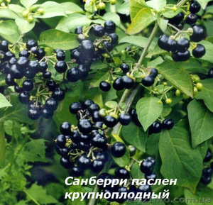 Семена лагенарии, санберри, бамии. - <ro>Изображение</ro><ru>Изображение</ru> #3, <ru>Объявление</ru> #180961