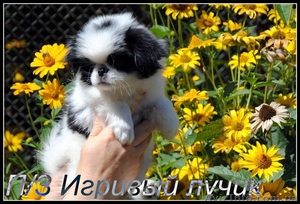 японский хин щенки/Доставка по Украине