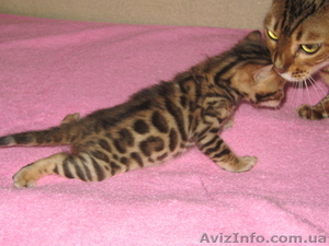 Бенгальские   котята. 1