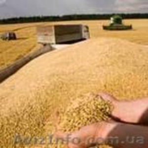Дорого купим зерновые и масличные культуры - <ro>Изображение</ro><ru>Изображение</ru> #1, <ru>Объявление</ru> #414227
