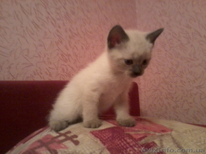 Продаю сиамских котят - <ro>Изображение</ro><ru>Изображение</ru> #3, <ru>Объявление</ru> #458798