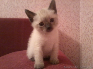 Продаю сиамских котят - <ro>Изображение</ro><ru>Изображение</ru> #5, <ru>Объявление</ru> #458798