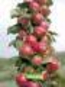 плодовые саженцы - <ro>Изображение</ro><ru>Изображение</ru> #1, <ru>Объявление</ru> #540701