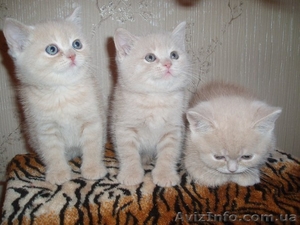 продаются британские котята - <ro>Изображение</ro><ru>Изображение</ru> #1, <ru>Объявление</ru> #558384