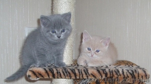 продаются британские котята - <ro>Изображение</ro><ru>Изображение</ru> #2, <ru>Объявление</ru> #558384