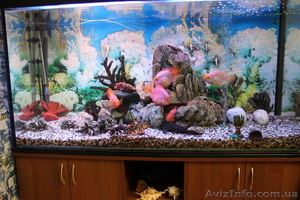 продаю аквариум на 700 литров - <ro>Изображение</ro><ru>Изображение</ru> #2, <ru>Объявление</ru> #594322