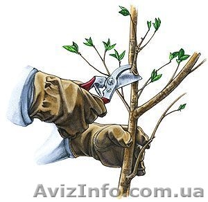 Услуги садовника, обрезка деревьев - <ro>Изображение</ro><ru>Изображение</ru> #1, <ru>Объявление</ru> #597686