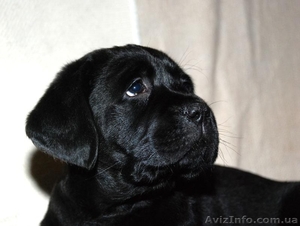 Щенки лабрадора ретривера с высоким выставочным потенциалом