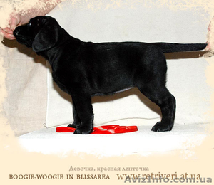 Перспективный щенок Лабрадора ретривера