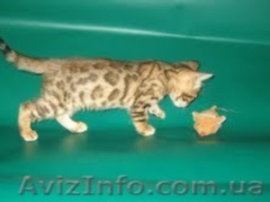 Питомник  бенгальских кошек, предлагает  котят леопардового окраса. ,, - <ro>Изображение</ro><ru>Изображение</ru> #1, <ru>Объявление</ru> #701155
