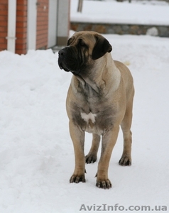 Щенки Бурбуля от рабочих собак и чемпионов