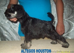 Цвергшнауцер,  щенки чёрные с серебром